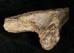 Large Rooted Triceratops Tooth - #12373-3